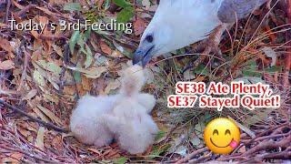 #144🇦🇺🦅SE37🐥12-day-old & SE38🐥11-day-old／Sydney OP Sea Eagle Nest 2026／♀Lady💗♂Dad／by Sea-EagleCAM4