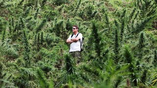Strain Hunters RAW: Colombia  Behind the scene's with VICE  Part 4