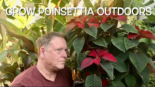 TIPS TO GROW POINSETTIA OUTDOORS YEAR ROUND | BEST FERTILIZER | CALIFORNIA MICROCLIMATES | USDA Z9b