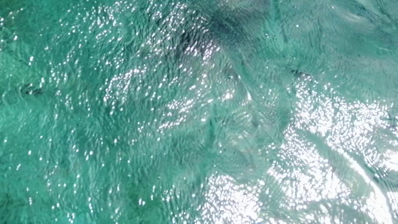 Snorkeling @ Twin reef.