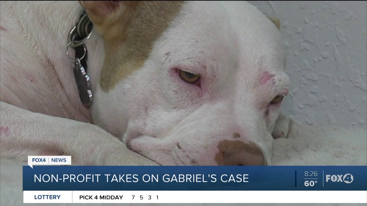 Non-profit joins in fight for justice for abused dog