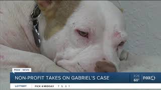 Non-Profit Joins In Fight For Justice For Abused Dog