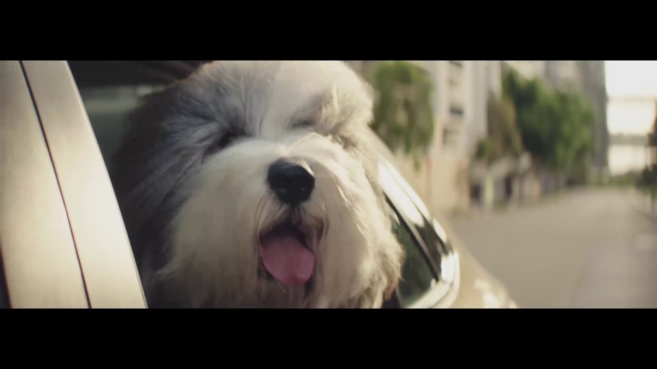 dulux paint advert dog