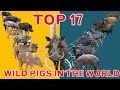 The 17 Largest Wild Pigs Species in the World