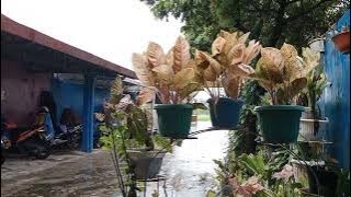 Gending Jawa Laras Moyo