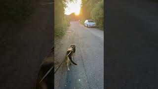 CRAZY DOG 🐕 FRIDAY STROLL WITH AZRA #shorts #dogshorts #dog #cutedog #dogwalk