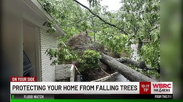 Preparing for tree trouble