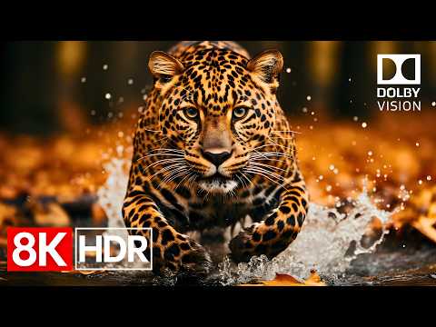 Incredible HDR Colors in 8K Dolby Vision 60fps | 8K Video Ultra HD thumbnail