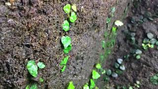 植物 フィカスプミラ ミニマ パルダリウム Terrarium Vivarium Youtube