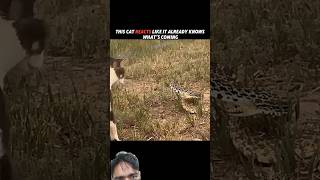 The Fastest Reflexes in the Animal Kingdom! #trending #animals #wildlife #cat