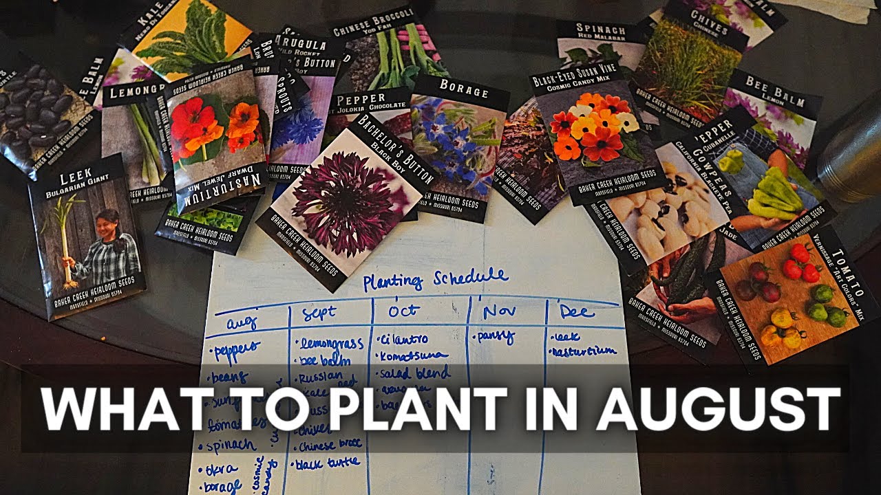 WHAT TO PLANT IN AUGUST ZONE 9B YouTube WHAT TO PLANT IN AUGUST ZONE 9B YouTube