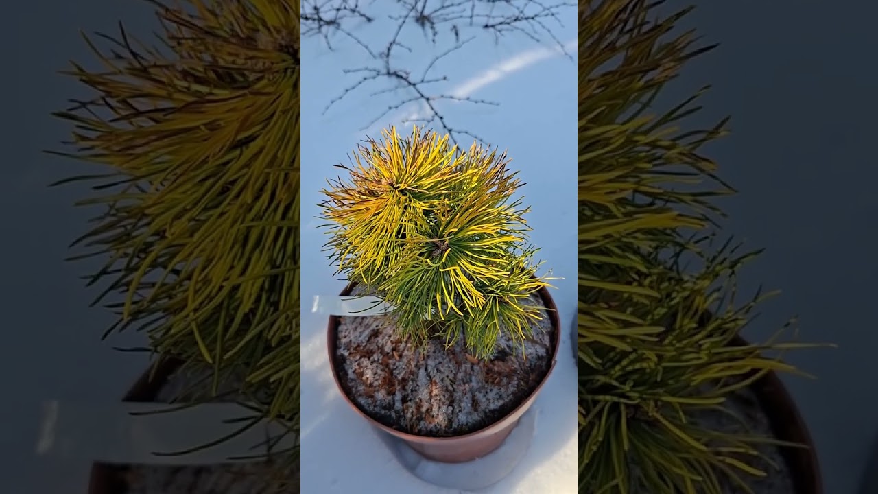 Хвойные новинки. Самочувствие растений после морозов. 29 января 2026.