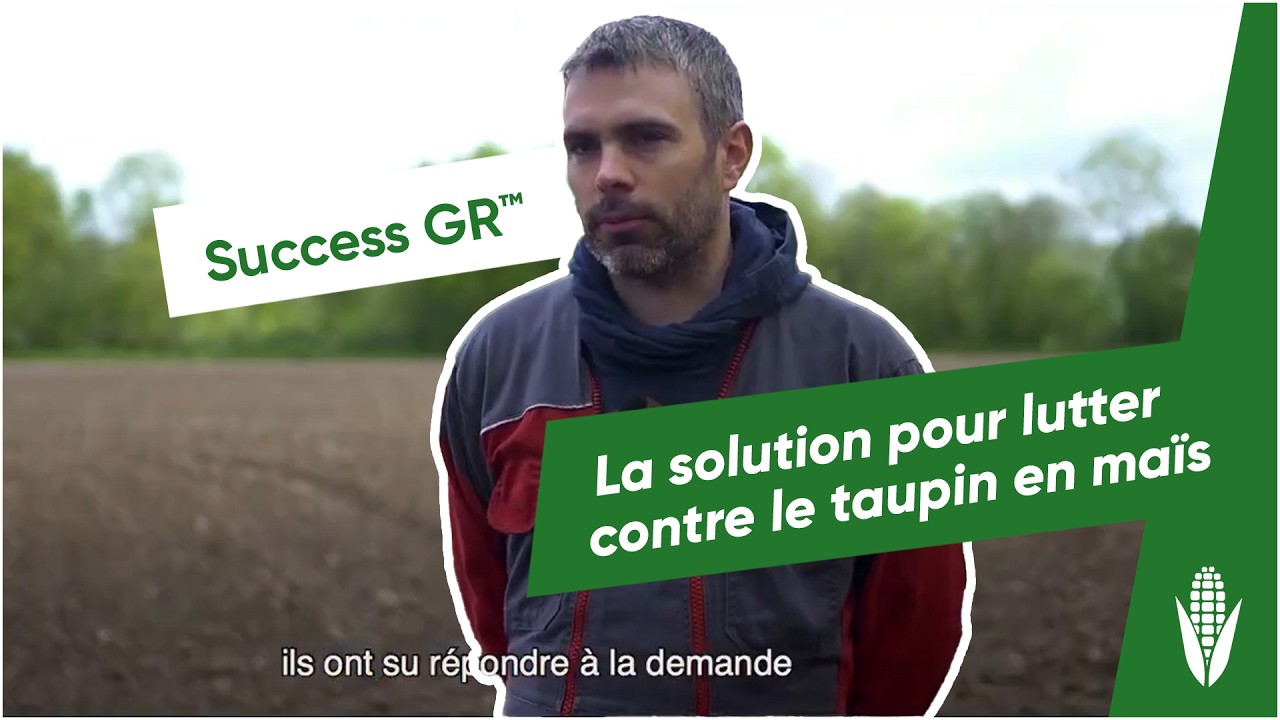 Taupin en maïs : comment lutter avec Success™ GR et les plantes associées ?