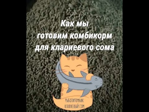 Состав корма для клариевого сома своими руками