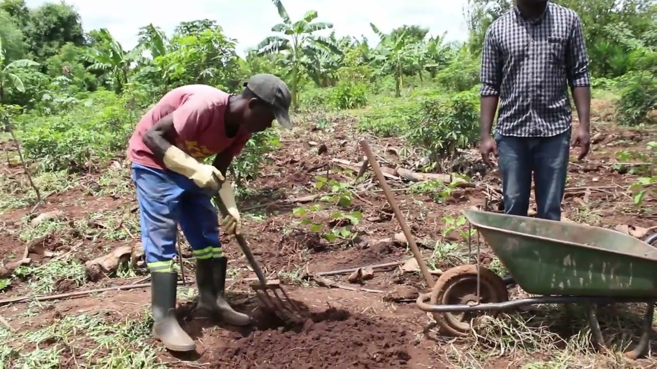 Preparing Fertile Beds for Transplants – Mpenga Kabundi’s Method