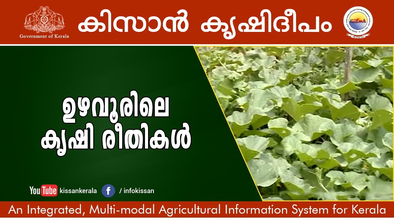 Vegetable and paddy cultivation by Agricultural Officers at Uzhavoor Kottayam  episode 639