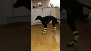 whippet shuffle dance