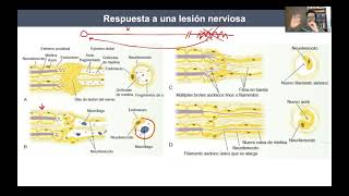 Tema 2. Estructura del nervio periférico