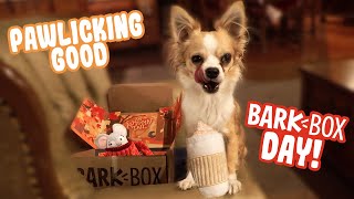 November BarkBox 2020 | An Autumn Tail | Small Dog Bark Box Review