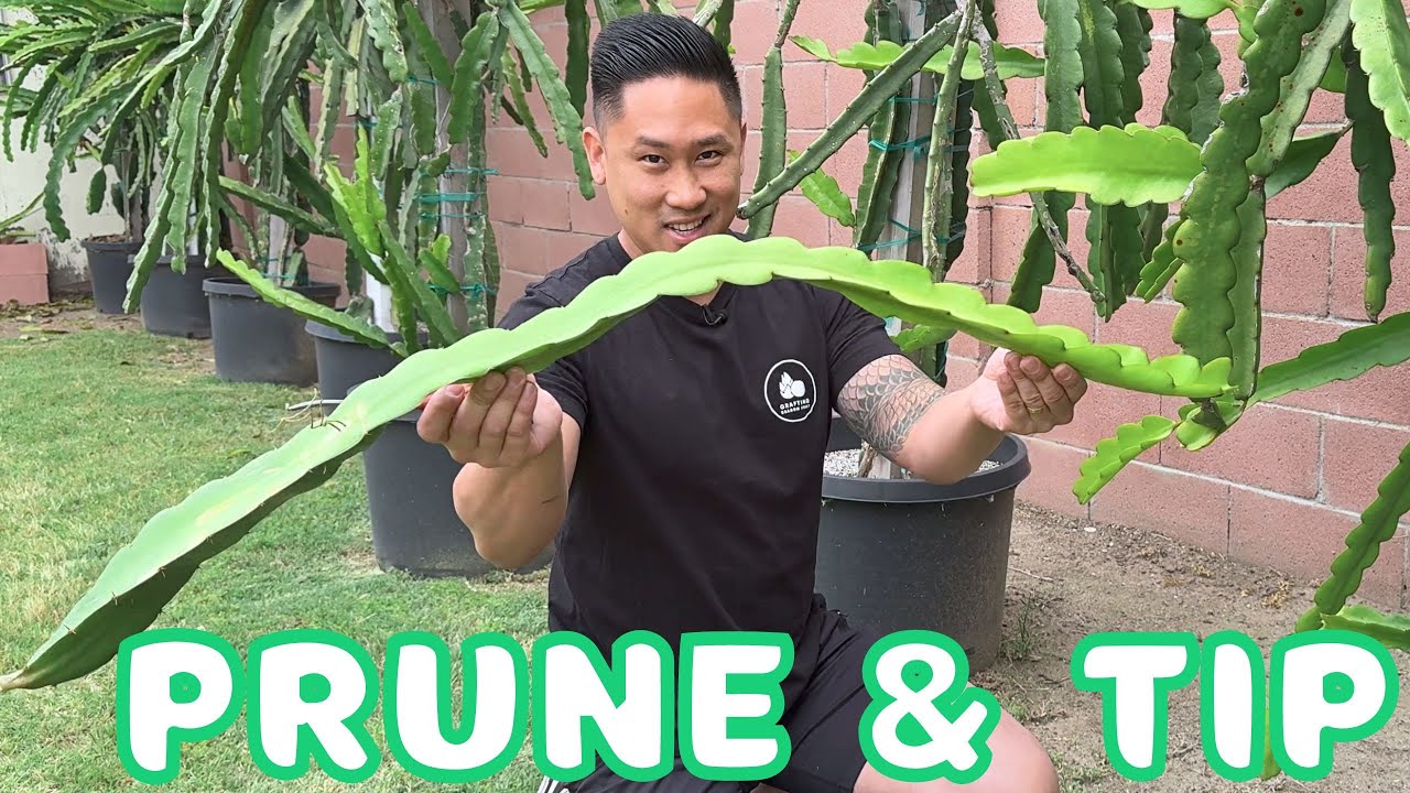 Как обрезать взрослое растение питахайи — подрезайте и прищипывайте ветки, чтобы получить много п...