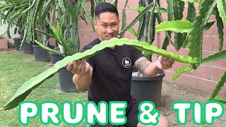 How To Prune A Mature Dragon Fruit Plant  Trim & Tip Branches For Lots Of Fruits!