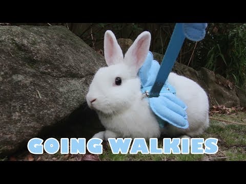 Bunny Going Walkies