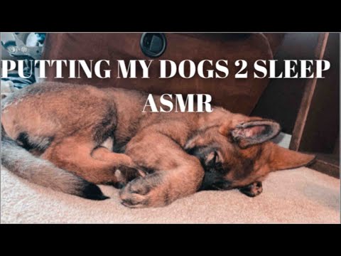 ASMR: Putting my dogs to bed, tongue clicking & scratching sounds  (short)