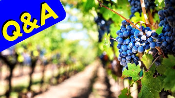 Grape Thinning (Q&A)
