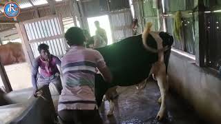 fmd vaccine for cow।।গরুর ক্ষুরা রোগের ভ্যাকসিন।RIT cow treatment