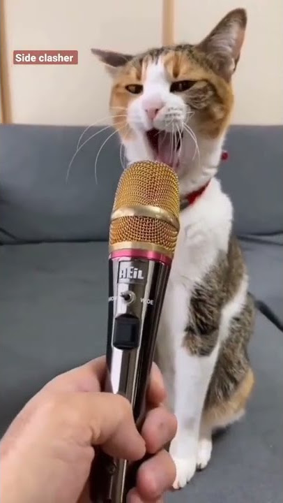 dasar tuanku gada akhlak ๐ lagi nguap dikasih mic๐ || kucing lucu #shorts