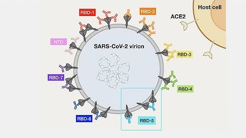 Antibodies Against SARS-CoV-2: A Global Collaboration - Breaking News in Stem Cells
