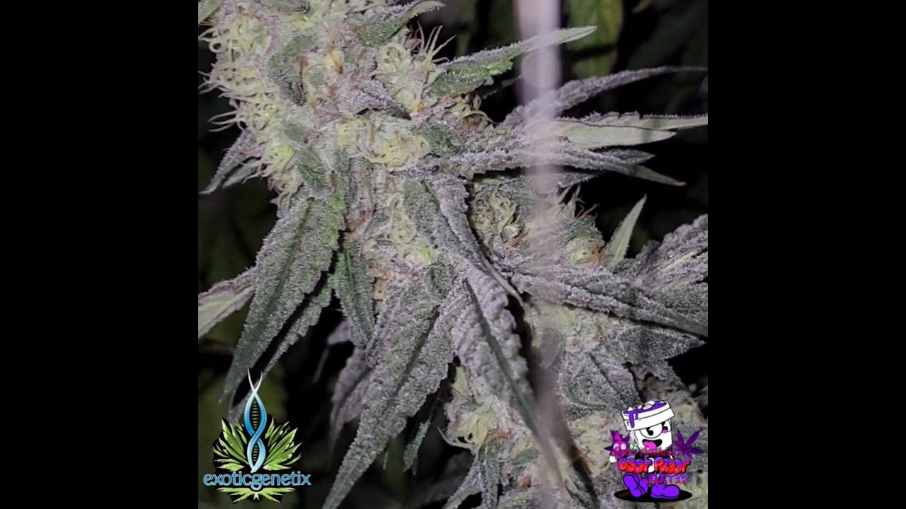 Purple Pineapple (Tropical Runtz x Bakers Dozen) by Exotic Genetix. 