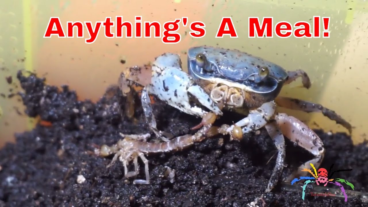 Crab Eating Scorpion - Seems A Waste To Throw It! - YouTube
