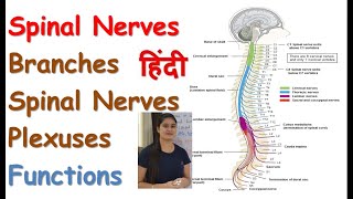 Spinal Nerves in Hindi | Spinal Nerves Branches | 5 Large Spinal Nerve Plexuses | Functions