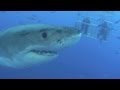 Great White Shark Cage Diving, Great White Shark