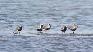 Black bellied plovers and dunlins at Muirhead springs forest preserve 2