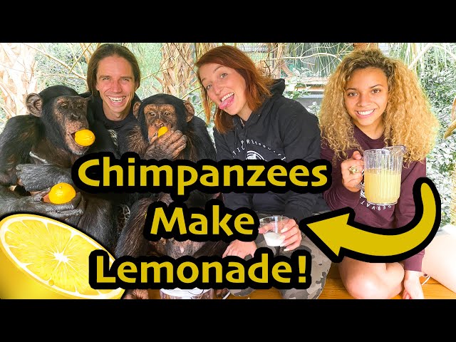 CHIMPANZEES MAKE SPECIALTY LEMONADE !