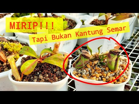 Bukan Kantong Semar! Cephalotus Tanaman Karnivora Endemik Australia