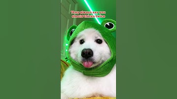 They always say you should think twice 🌑👅🌑 ib:itty.bitty_kitties #dogshorts #funny #puppy #cute