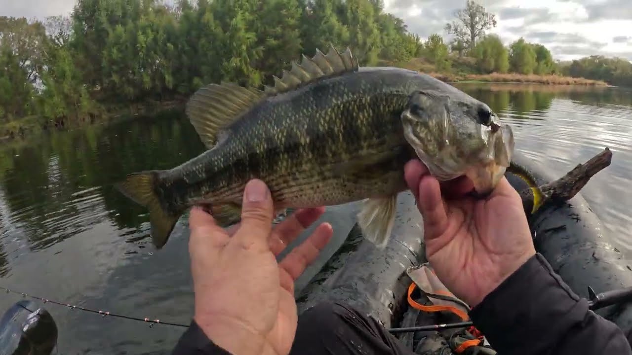 Calcutta Conquest BFS + Megabass Travel Rod + Kokopelli Packraft: Texas River Bass Fishing.