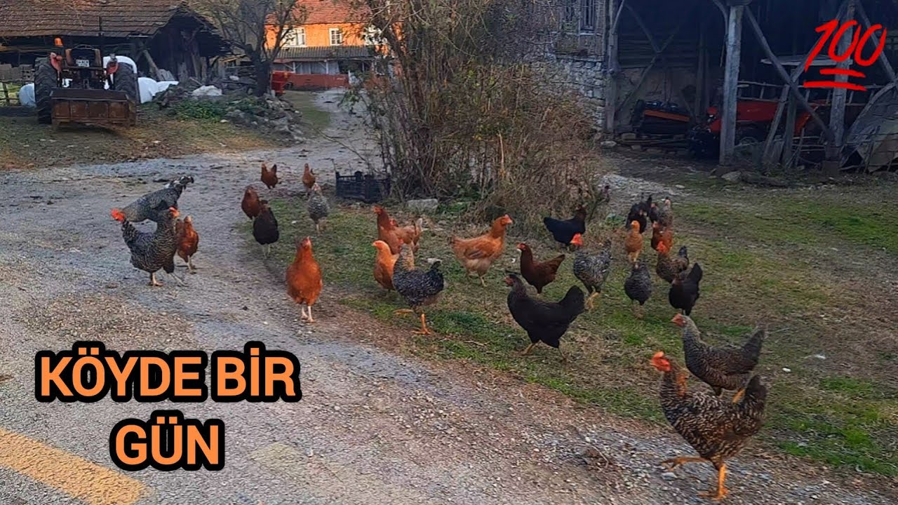 AKŞAM YEMEĞİNE CİZLEME YAPTIK 😋 KÖYDE GÜNLÜK İŞLER 🐄🐓🐈