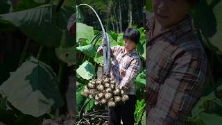 Grandma harvests taro. The taros grow in dense clusters, yielding a bumper crop! #新鲜采摘#harvest