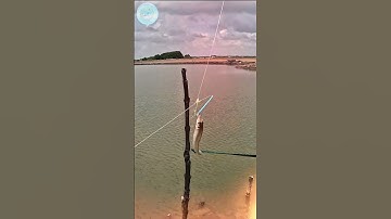 Câu cá | Bống đục đầm #fishing #caucathugian #fishingvideo #fish #cauca #fishing #carpfishing