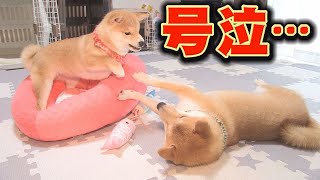 この直後、子犬がブチギレて、兄柴が泣いてしまいます・・・