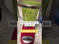 Make Smoothies For Weight Loss At Home   Smoothie Recipe For Weight Loss   Smoothie Challenge Recipe