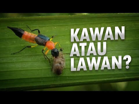 Video: Fakta Kumbang Rove - Apa Kumbang Rove Dan Apakah Mereka Teman Atau Musuh