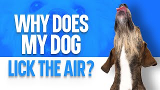 Why Does My Dog Lick the Air?