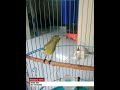 KOLIBRI ninja betina birahi untuk memancing jantan - KONIN GACOR RRR!!!