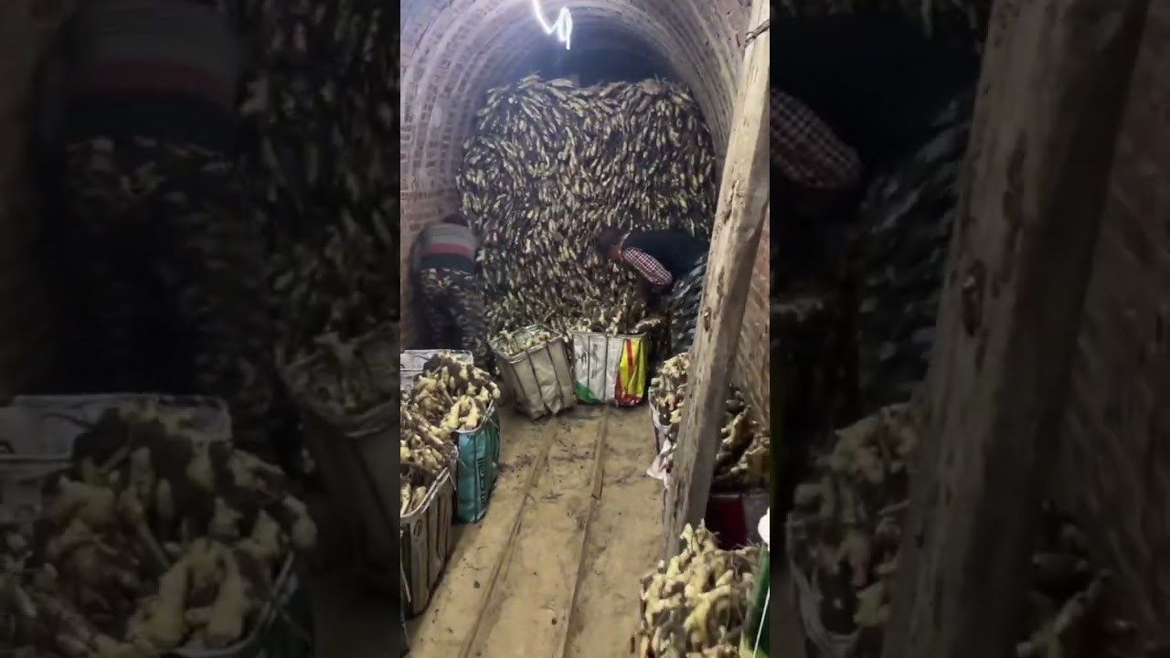 Amazing ginger harvesting and storage underground