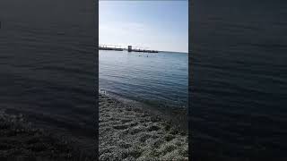#лебеди на зимовке,море +8